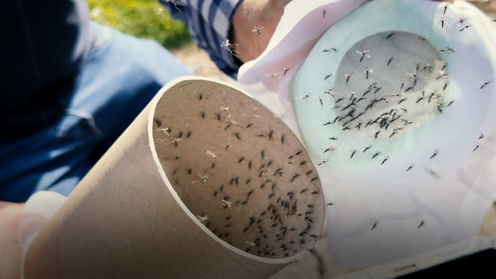 Sterile Insect Technique (SIT) for malaria